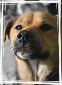 狗日子在线观看,在线观看，温情满满的家庭生活记录  第3张